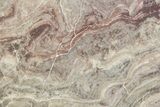 Polished, Neoproterozoic Stromatolite (Conophyton) - Morocco #377225-1